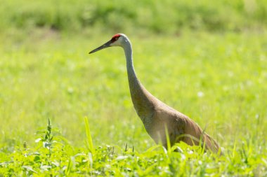 Çayırdaki kum tepesi vinci