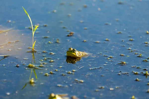 Sapo Verde Cena Natural Área Conservação Estado Wisconsin — Fotografia de Stock