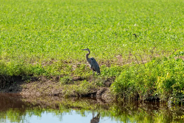 Blaureiher Auf Naturumgebung Flussufer — Stockfoto