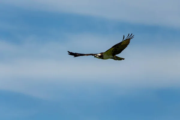 Western Osprey Flight Nature Scene Wisconsin — стокове фото