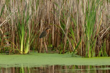 Gölün kenarında yeşil balıkçıl.