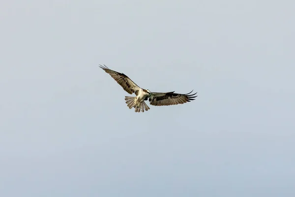 Águila Pescadora Occidental Caza — Foto de Stock
