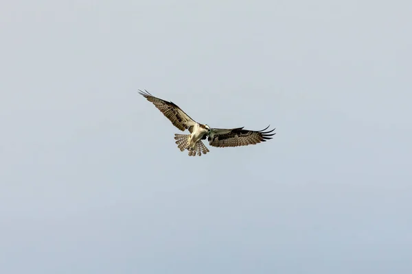 Západní Osprey Lovu — Stock fotografie