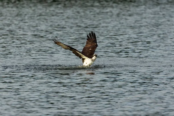 Osprey Ocidental Caça — Fotografia de Stock