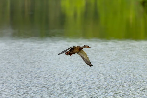 Σκύψε Mallard Πάπια Θηλυκό Πτήσει — Φωτογραφία Αρχείου