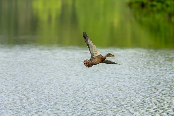 Canard Canard Colvert Femelle Vol — Photo