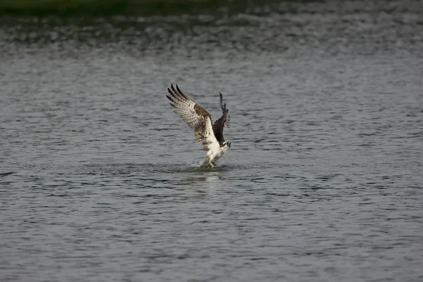 Westliche Fischadler Auf Der Jagd — Stockfoto