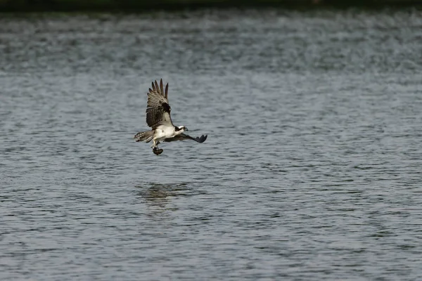 Balbuzard Pêcheur Ouest — Photo