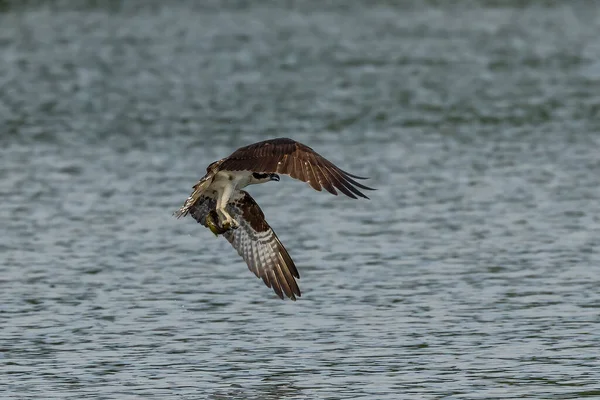 Západní Osprey Lovu — Stock fotografie