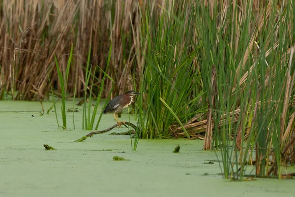 Green Heron Edge Lake — Stock Photo, Image