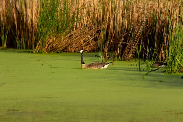 Gansos Canadienses Lago Cubierto Vegetación Escena Natural Wisconsin — Foto de Stock