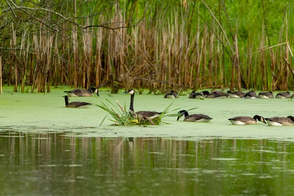 Kanadische Gänse Auf Einem Überwucherten See Natürliche Szene Aus Wisconsin — Stockfoto