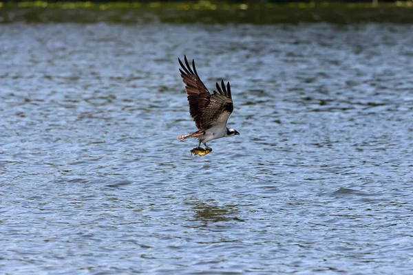 Balbuzard Pêcheur Survolant Lac — Photo