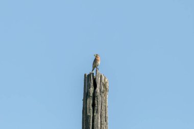 Doğu Bluebird eski bir kuş yuvasında yuva yapıyor