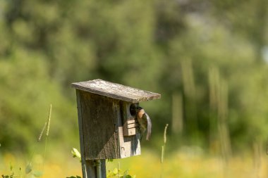 Doğu Bluebird eski bir kuş yuvasında yuva yapıyor