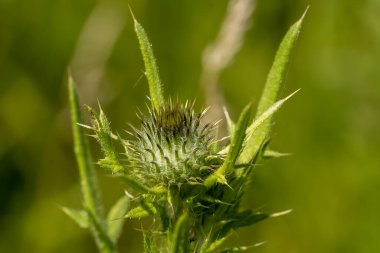Devedikeni güzel bir örümcek ağına sarılmış.