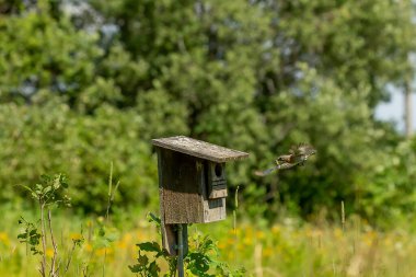Doğu Bluebird eski bir kuş yuvasında yuva yapıyor