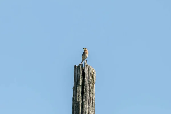 Oriental Bluebird Nidificação Uma Velha Casa Pássaros — Fotografia de Stock