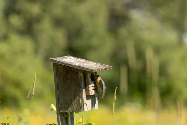 Eastern Bluebird Nesting Old Birdhouse — Stock Photo, Image