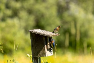 Doğu Bluebird eski bir kuş yuvasında yuva yapıyor