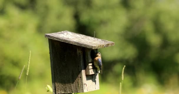 Doğu Bluebird Eski Bir Kuş Yuvasında Yuva Yapıyor — Stok video