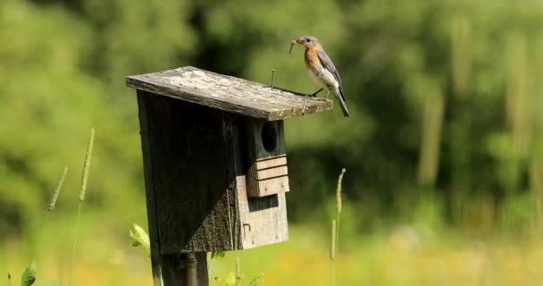 Östlicher Blauvogel Nistet Einem Alten Vogelhaus — Stockvideo