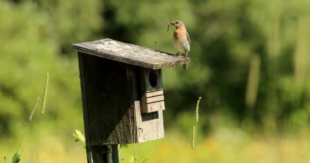 Östlicher Blauvogel Nistet Einem Alten Vogelhaus — Stockvideo