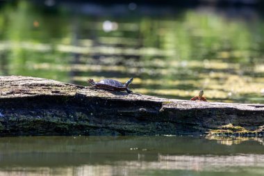 Kaplumbağa güneşte güneşleniyor. Wisconsin 'den doğal manzara..