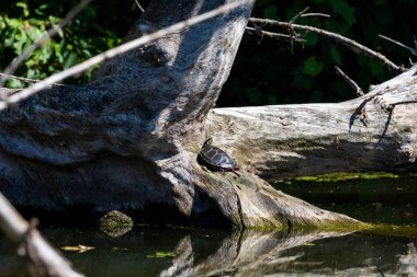 Kaplumbağa güneşte güneşleniyor. Wisconsin 'den doğal manzara..