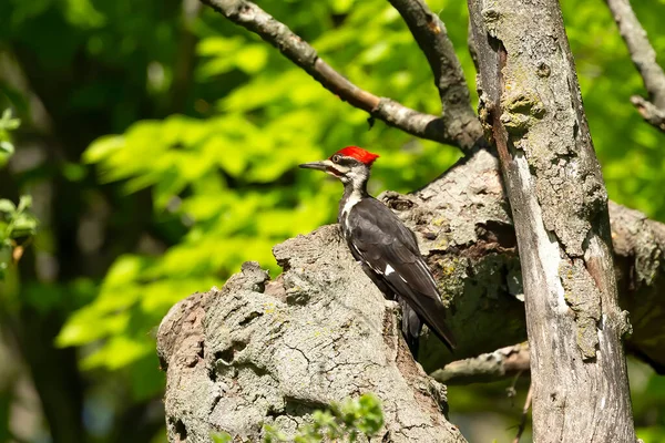 Burung Pelatuk Berbantal Duduk Pohon Kering — Stok Foto