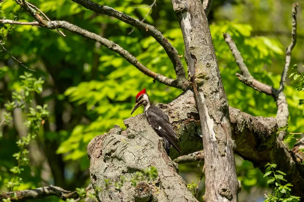 Pic Pilé Assis Sur Arbre Sec — Photo