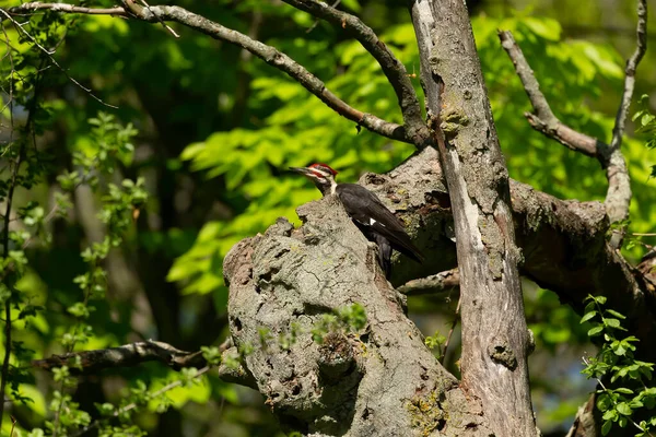 Pic Pilé Assis Sur Arbre Sec — Photo