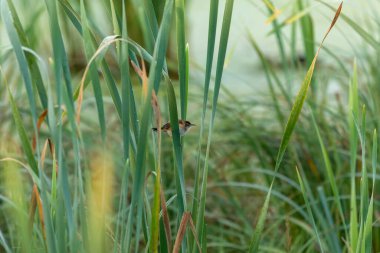 Sazlıkta oturan bataklık kırbacı.