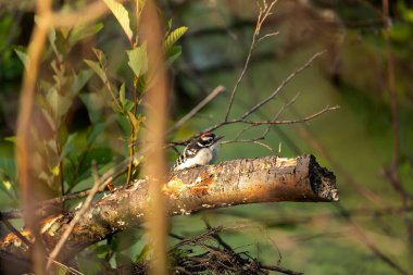 Bozuk ağaçkakan çalıların üzerine tünemiş.