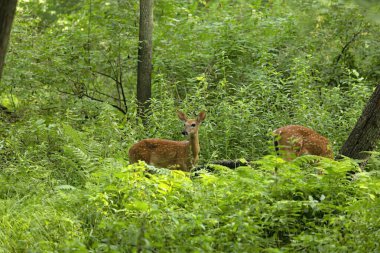 Genç beyaz kuyruklu geyik, yaz ormanında yavru geyik.