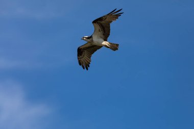 Batılı balık avı uçuyor.