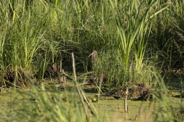Yeşil balıkçıl, bataklıkta oturan genç kuş.