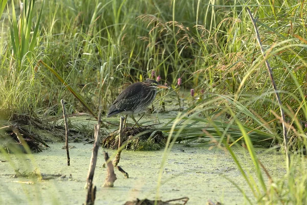 Der Grüne Reiher Ein Junger Vogel Der Sumpf Sitzt — Stockfoto