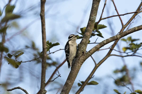 Pájaro Carpintero Posado Sobre Una Rama Arbusto — Foto de Stock