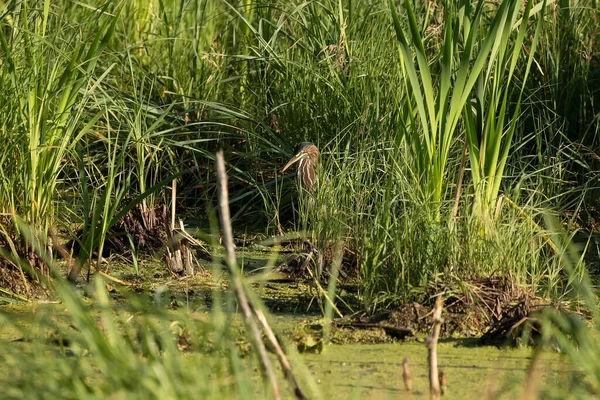 Green Heron Young Bird Sitting Marsh — Stock Photo, Image