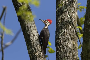 The pileated woodpecker.The bird native to North America.Currently the largest woodpecker in the United States after the critically endangered and possibly extinct ivory woodpecker. clipart