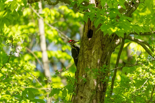 Der Buntspecht Der Nordamerika Beheimatete Vogel — Stockfoto