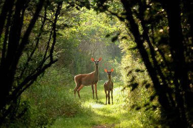 Beyaz kuyruklu geyik (Odocoileus virginianus), Virginia geyiği - şafak vakti, Kuzey Amerika, Wisconsin, beyaz kuyruklu geyik