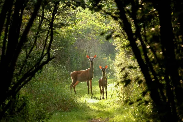 White Tailed Deer Odocoileus Virginianus Virginia Deer Hind Fawn Forest — Stock Photo, Image