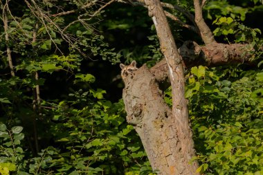 Kuru bir ağaçtaki genç rakun.