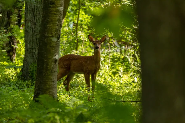 Das Weißschwanzhirsch Rehkitz Frühen Wald — Stockfoto