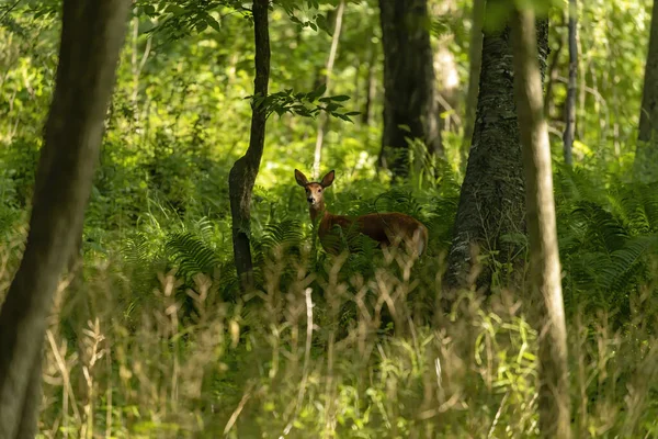 Das Weißschwanzhirsch Rehkitz Frühen Wald — Stockfoto