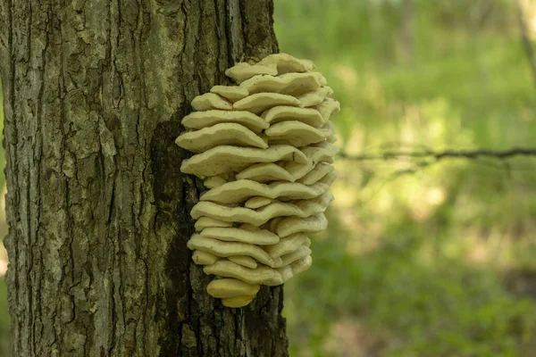 森の鶏 幹についた大きな黄色の真菌棚 — ストック写真