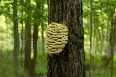Ormanın tavuğu. Ağaç gövdesine bağlı büyük sarı mantar rafları.