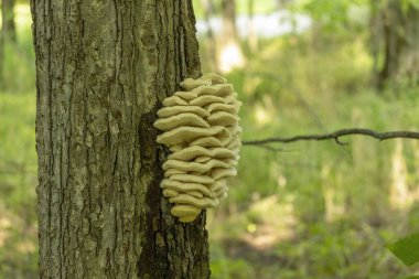 Ormanın tavuğu. Ağaç gövdesine bağlı büyük sarı mantar rafları.
